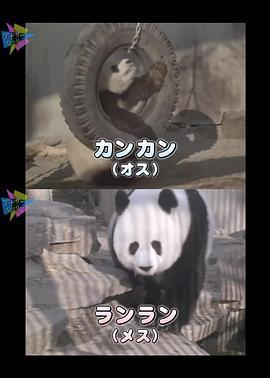 熊猫日本首次公开不为人知的大作战