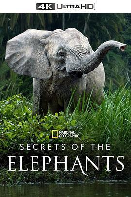 大象的秘密第一季第一季